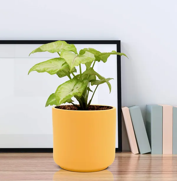 Zeno_Saffron_Ceramic_Pots_For_Indoor_Plants,_Planters,_Flower,_Pots,_Gamla,_Outdoor,_Balcony,_Home,_Garden,_Office_Decor,_Succulent_Pot(H_-_9_X_D_-_9_Cm)