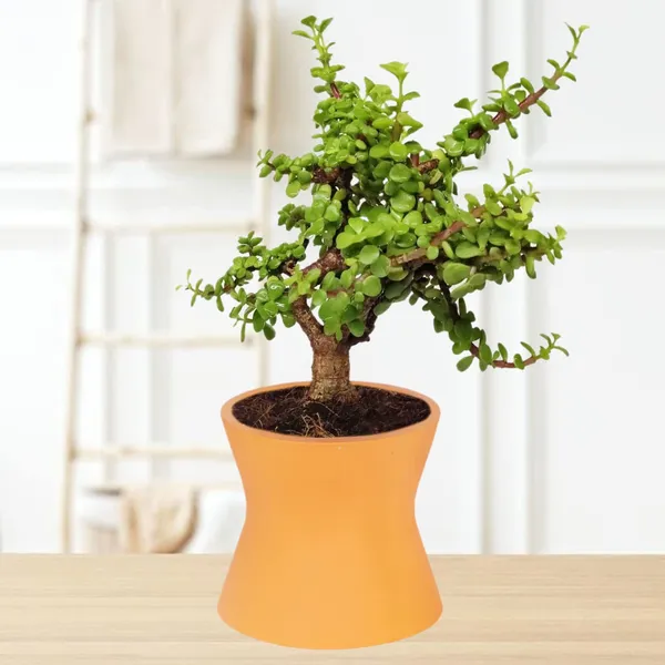 Damru_Lily_Ceramic_Pots_For_Indoor_Plants,_Planters,_Flower,_Pots,_Gamla,_Outdoor,_Balcony,_Home,_Garden,_Office_Decor,_Succulent_Pot(H_-_11_X_D_-_11_Cm)
