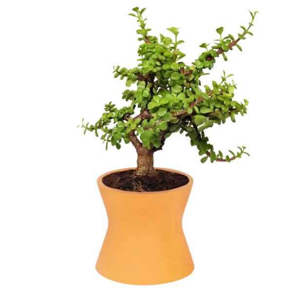 Damru_Lily_Ceramic_Pots_For_Indoor_Plants,_Planters,_Flower,_Pots,_Gamla,_Outdoor,_Balcony,_Home,_Garden,_Office_Decor,_Succulent_Pot(H_-_11_X_D_-_11_Cm)