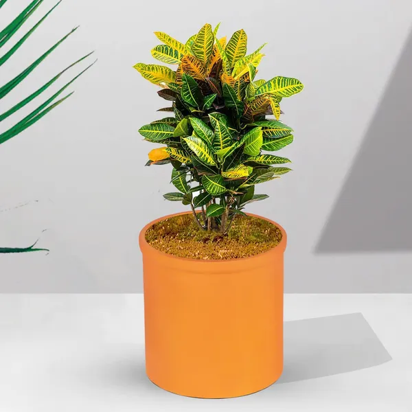 Gloria_Lily_Ceramic_Pots_For_Indoor_Plants,_Planters,_Flower,_Pots,_Gamla,_Outdoor,_Balcony,_Home,_Garden,_Office_Decor,_Succulent_Pot(H_-_13_X_D_-_13_Cm)
