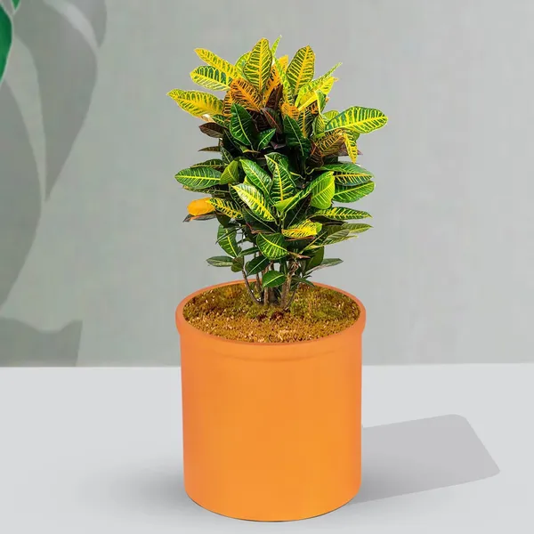 Gloria_Lily_Ceramic_Pots_For_Indoor_Plants,_Planters,_Flower,_Pots,_Gamla,_Outdoor,_Balcony,_Home,_Garden,_Office_Decor,_Succulent_Pot(H_-_13_X_D_-_13_Cm)