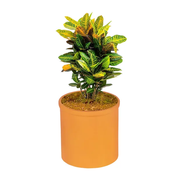 Gloria_Lily_Ceramic_Pots_For_Indoor_Plants,_Planters,_Flower,_Pots,_Gamla,_Outdoor,_Balcony,_Home,_Garden,_Office_Decor,_Succulent_Pot(H_-_13_X_D_-_13_Cm)