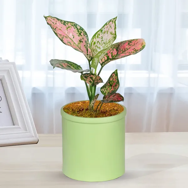 Gloria_Mint_Ceramic_Pots_For_Indoor_Plants,_Planters,_Flower,_Pots,_Gamla,_Outdoor,_Balcony,_Home,_Garden,_Office_Decor,_Succulent_Pot(H_-_13_X_D_-_13_Cm)