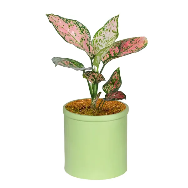 Gloria_Mint_Ceramic_Pots_For_Indoor_Plants,_Planters,_Flower,_Pots,_Gamla,_Outdoor,_Balcony,_Home,_Garden,_Office_Decor,_Succulent_Pot(H_-_13_X_D_-_13_Cm)
