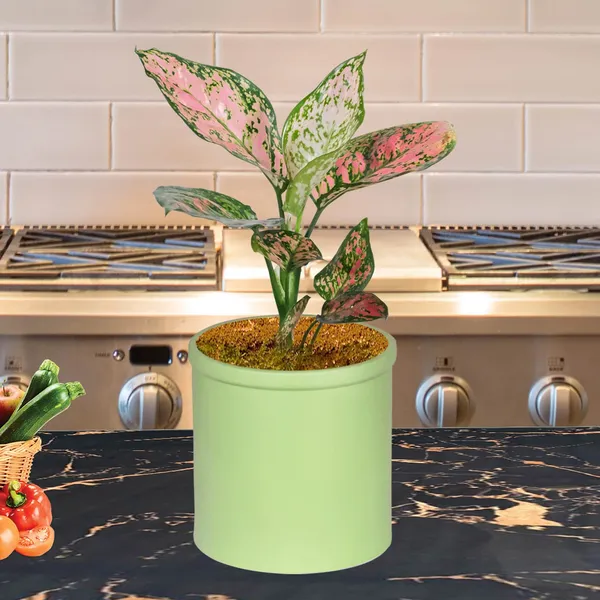 Gloria_Mint_Ceramic_Pots_For_Indoor_Plants,_Planters,_Flower,_Pots,_Gamla,_Outdoor,_Balcony,_Home,_Garden,_Office_Decor,_Succulent_Pot(H_-_13_X_D_-_13_Cm)