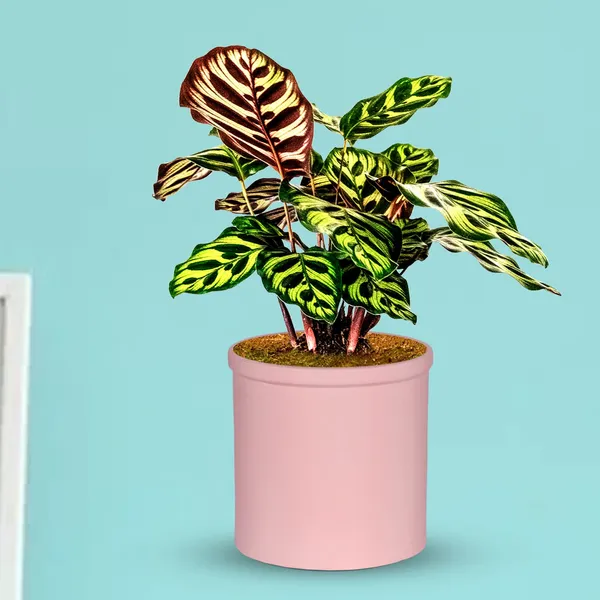 Gloria_Pink_Ceramic_Pots_For_Indoor_Plants,_Planters,_Flower,_Pots,_Gamla,_Outdoor,_Balcony,_Home,_Garden,_Office_Decor,_Succulent_Pot(H_-_13_X_D_-_13_Cm)