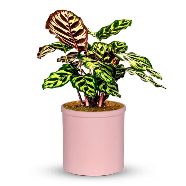 Gloria_Pink_Ceramic_Pots_For_Indoor_Plants,_Planters,_Flower,_Pots,_Gamla,_Outdoor,_Balcony,_Home,_Garden,_Office_Decor,_Succulent_Pot(H_-_13_X_D_-_13_Cm)