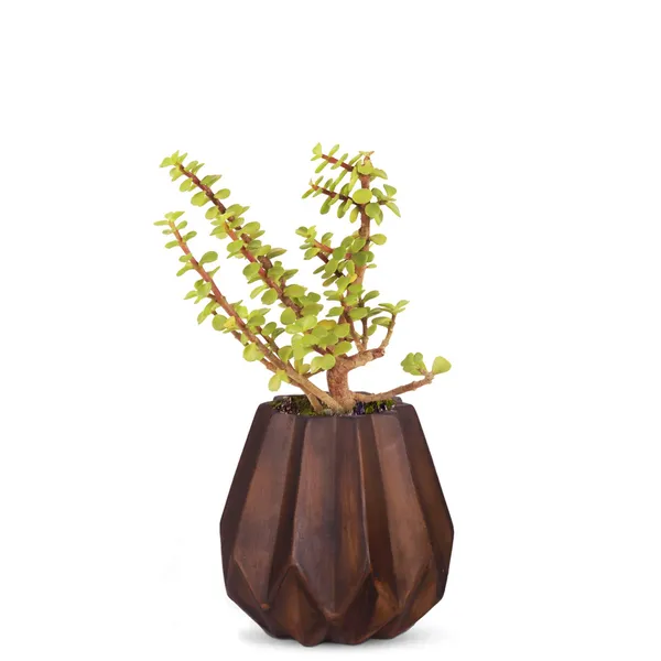 Izzy_Antique_Ceramic_Pots_For_Indoor_Plants,_Planters,_Flower,_Pots,_Gamla,_Outdoor,_Balcony,_Home,_Garden,_Office_Decor,_Succulent_Pot(H_-_15_X_D_-_9_Cm)