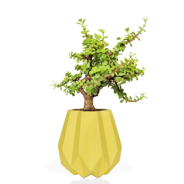 Izzy_Saffron_Ceramic_Pots_For_Indoor_Plants,_Planters,_Flower,_Pots,_Gamla,_Outdoor,_Balcony,_Home,_Garden,_Office_Decor,_Succulent_Pot(H_-_15_X_D_-_9_Cm)