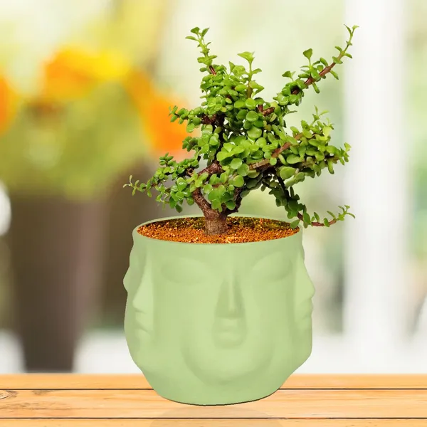 Vivan_Mint_Ceramic_Pots_For_Indoor_Plants,_Planters,_Flower,_Pots,_Gamla,_Outdoor,_Balcony,_Home,_Garden,_Office_Decor,_Succulent_Pot(H_-_10_X_D_-_10_Cm)