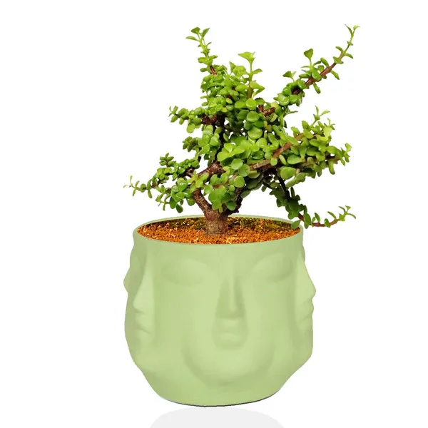 Vivan_Mint_Ceramic_Pots_For_Indoor_Plants,_Planters,_Flower,_Pots,_Gamla,_Outdoor,_Balcony,_Home,_Garden,_Office_Decor,_Succulent_Pot(H_-_10_X_D_-_10_Cm)
