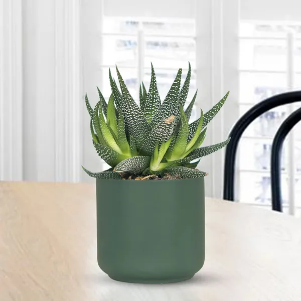Zeno_Deep_Jungle_Ceramic_Pots_For_Indoor_Plants,_Planters,_Flower,_Pots,_Gamla,_Outdoor,_Balcony,_Home,_Garden,_Office_Decor,_Succulent_Pot(H_-_9_X_D_-_9_Cm)