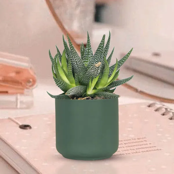 Zeno_Deep_Jungle_Ceramic_Pots_For_Indoor_Plants,_Planters,_Flower,_Pots,_Gamla,_Outdoor,_Balcony,_Home,_Garden,_Office_Decor,_Succulent_Pot(H_-_9_X_D_-_9_Cm)