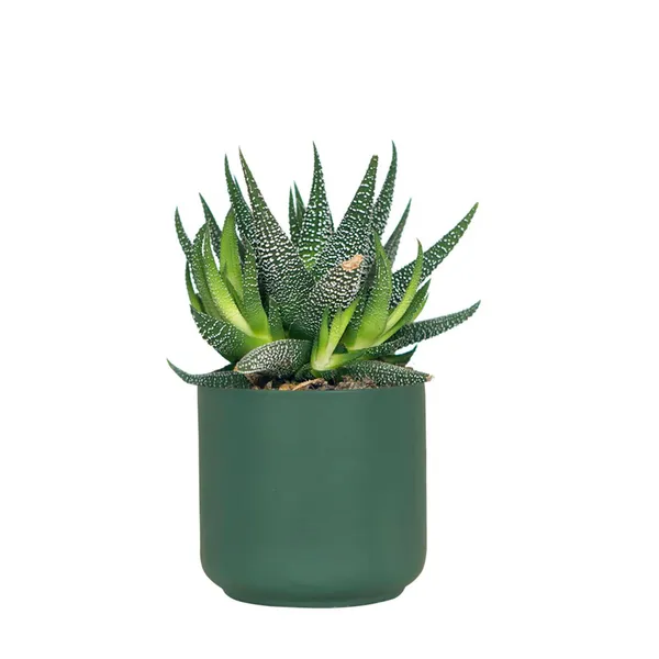 Zeno_Deep_Jungle_Ceramic_Pots_For_Indoor_Plants,_Planters,_Flower,_Pots,_Gamla,_Outdoor,_Balcony,_Home,_Garden,_Office_Decor,_Succulent_Pot(H_-_9_X_D_-_9_Cm)