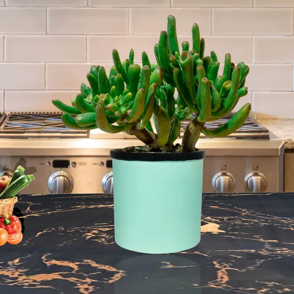 Gloria_Aqua_Black_Ceramic_Pots_For_Indoor_Plants,_Planters,_Flower,_Pots,_Gamla,_Outdoor,_Balcony,_Home,_Garden,_Office_Decor,_Succulent_Pot(H_-_13_X_D_-_13_Cm)