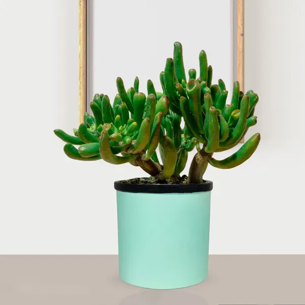 Gloria_Aqua_Black_Ceramic_Pots_For_Indoor_Plants,_Planters,_Flower,_Pots,_Gamla,_Outdoor,_Balcony,_Home,_Garden,_Office_Decor,_Succulent_Pot(H_-_13_X_D_-_13_Cm)