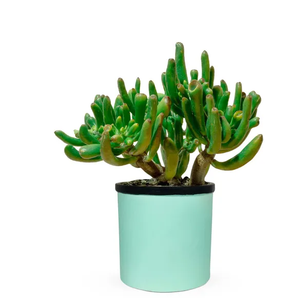 Gloria_Aqua_Black_Ceramic_Pots_For_Indoor_Plants,_Planters,_Flower,_Pots,_Gamla,_Outdoor,_Balcony,_Home,_Garden,_Office_Decor,_Succulent_Pot(H_-_13_X_D_-_13_Cm)