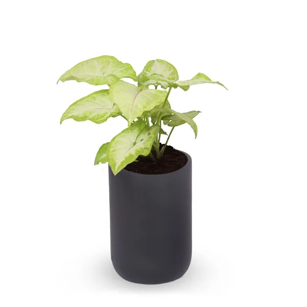 Jack_Black_Ceramic_Pots_For_Indoor_Plants,_Planters,_Flower,_Pots,_Gamla,_Outdoor,_Balcony,_Home,_Garden,_Office_Decor,_Succulent_Pot(H_-_15_X_D_-_10_Cm)