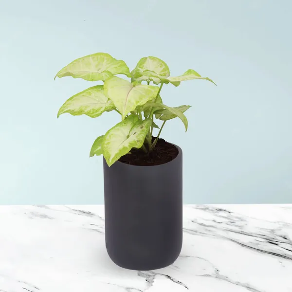 Jack_Black_Ceramic_Pots_For_Indoor_Plants,_Planters,_Flower,_Pots,_Gamla,_Outdoor,_Balcony,_Home,_Garden,_Office_Decor,_Succulent_Pot(H_-_15_X_D_-_10_Cm)