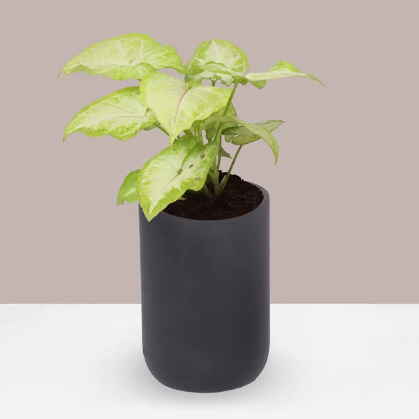 Jack_Black_Ceramic_Pots_For_Indoor_Plants,_Planters,_Flower,_Pots,_Gamla,_Outdoor,_Balcony,_Home,_Garden,_Office_Decor,_Succulent_Pot(H_-_15_X_D_-_10_Cm)