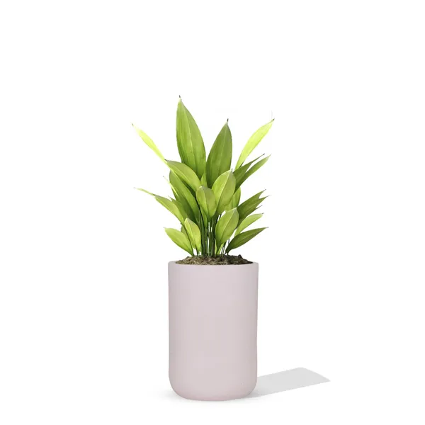 Jack_Purple_Ceramic_Pots_For_Indoor_Plants,_Planters,_Flower,_Pots,_Gamla,_Outdoor,_Balcony,_Home,_Garden,_Office_Decor,_Succulent_Pot(H_-_15_X_D_-_10_Cm)