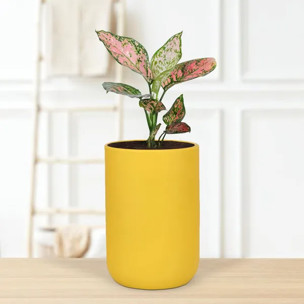 Jack_Saffron_Ceramic_Pots_For_Indoor_Plants,_Planters,_Flower,_Pots,_Gamla,_Outdoor,_Balcony,_Home,_Garden,_Office_Decor,_Succulent_Pot(H_-_15_X_D_-_10_Cm)