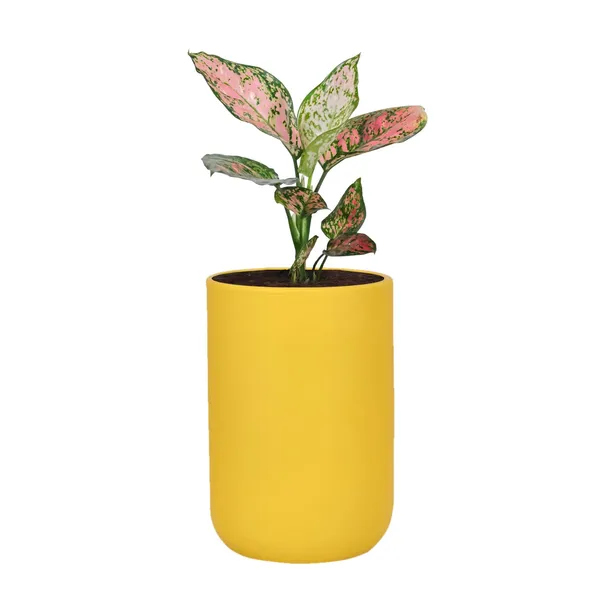 Jack_Saffron_Ceramic_Pots_For_Indoor_Plants,_Planters,_Flower,_Pots,_Gamla,_Outdoor,_Balcony,_Home,_Garden,_Office_Decor,_Succulent_Pot(H_-_15_X_D_-_10_Cm)