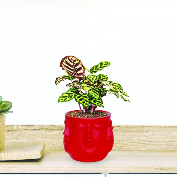 Vivan_Red_Ceramic_Pots_For_Indoor_Plants,_Planters,_Flower,_Pots,_Gamla,_Outdoor,_Balcony,_Home,_Garden,_Office_Decor,_Succulent_Pot(H_-_10_X_D_-_10_Cm)