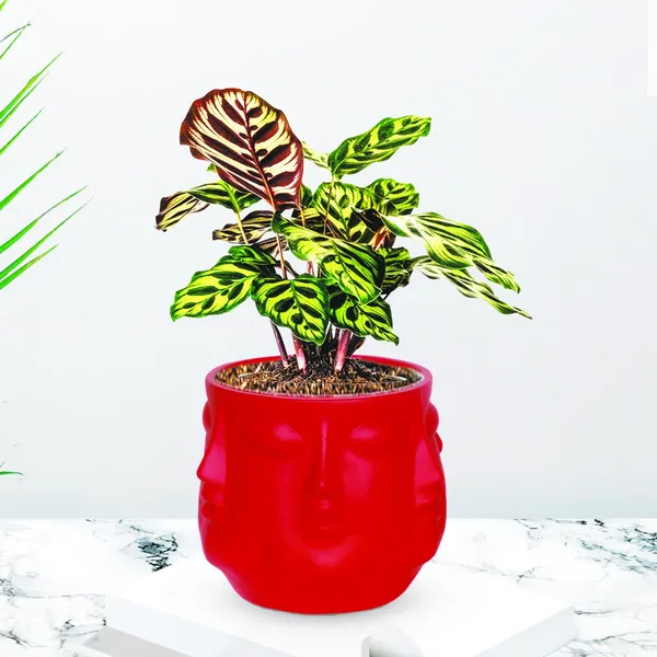 Vivan_Red_Ceramic_Pots_For_Indoor_Plants,_Planters,_Flower,_Pots,_Gamla,_Outdoor,_Balcony,_Home,_Garden,_Office_Decor,_Succulent_Pot(H_-_10_X_D_-_10_Cm)