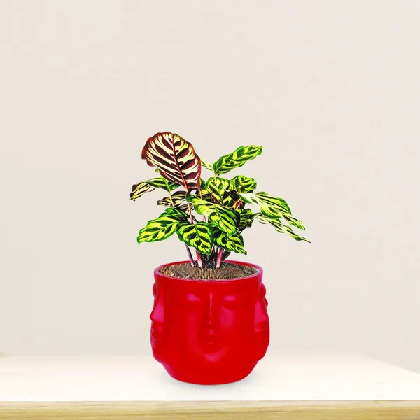 Vivan_Red_Ceramic_Pots_For_Indoor_Plants,_Planters,_Flower,_Pots,_Gamla,_Outdoor,_Balcony,_Home,_Garden,_Office_Decor,_Succulent_Pot(H_-_10_X_D_-_10_Cm)