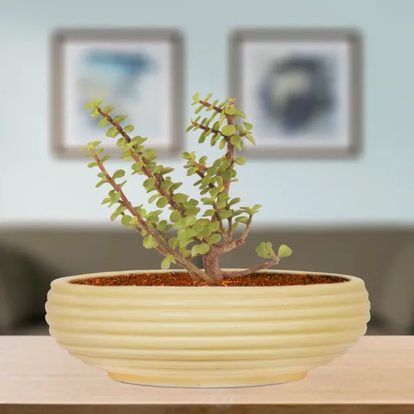 Melissa_Medium_Cream_Ceramic_Pots_For_Indoor_Plants,_Planters,_Flower,_Pots,_Gamla,_Outdoor,_Balcony,_Home,_Garden,_Office_Decor,_Succulent_Pot_(D_-_23_X_H_-_8_Cm)