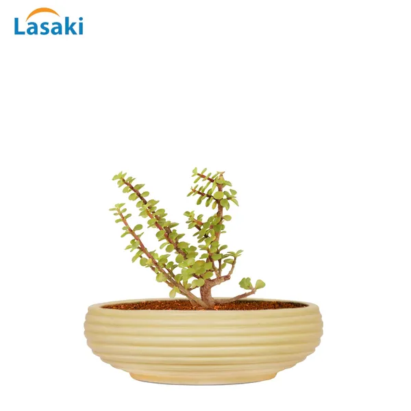 Melissa_Small_Cream_Ceramic_Pots_For_Indoor_Plants,_Planters,_Flower,_Pots,_Gamla,_Outdoor,_Balcony,_Home,_Garden,_Office_Decor,_Succulent_Pot_(D_-_17_X_H_-_6.5_Cm)