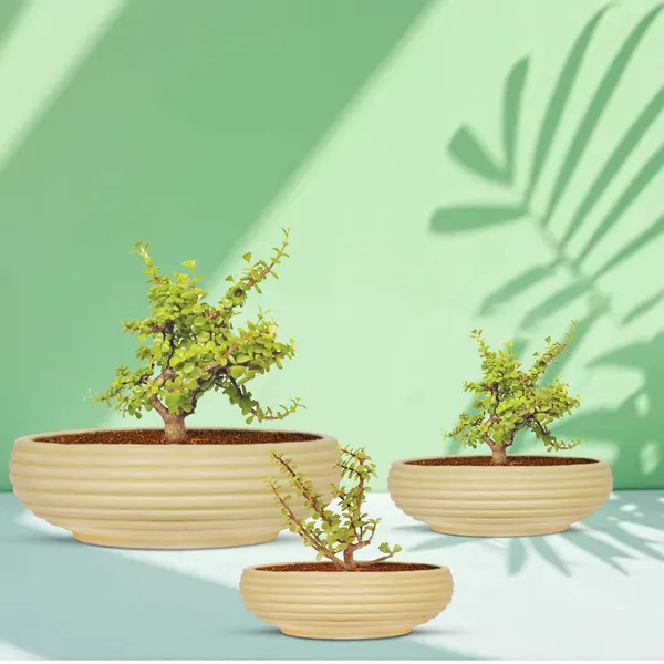 Melissa_Cream_Set_Of_3_Ceramic_Pots_For_Indoor_Plants,_Planters,_Flower,_Pots,_Gamla,_Outdoor,_Balcony,_Home,_Garden,_Office_Decor,_Succulent_Pot