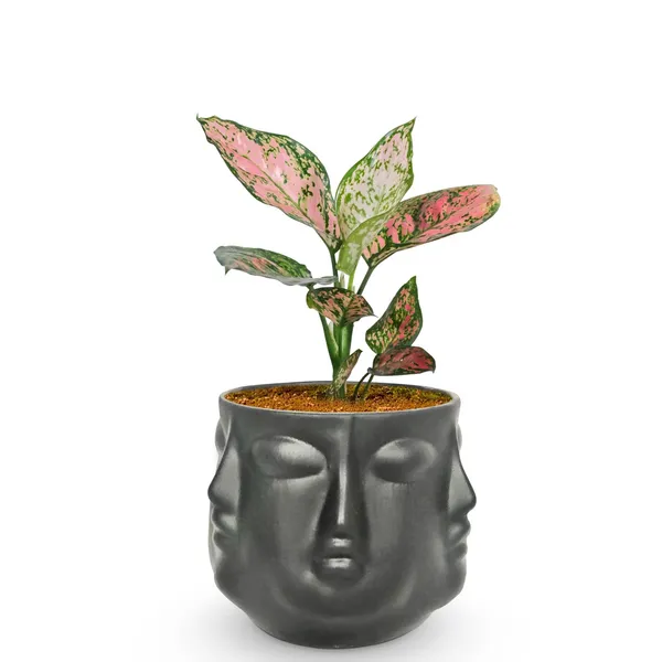 Vivan_Black_Ceramic_Pots_For_Indoor_Plants,_Planters,_Flower,_Pots,_Gamla,_Outdoor,_Balcony,_Home,_Garden,_Office_Decor,_Succulent_Pot(H_-_10_X_D_-_10_Cm)