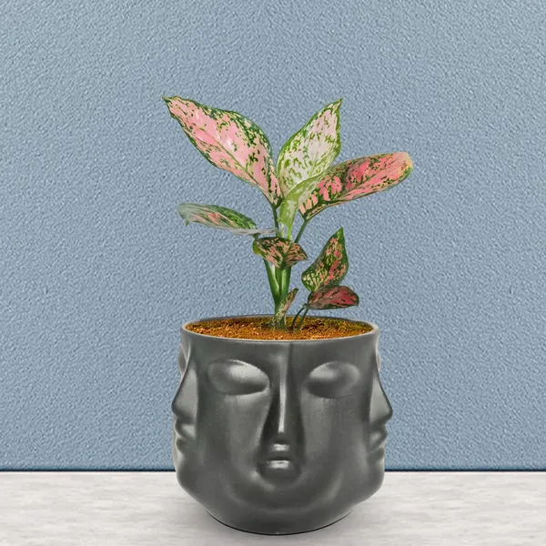 Vivan_Black_Ceramic_Pots_For_Indoor_Plants,_Planters,_Flower,_Pots,_Gamla,_Outdoor,_Balcony,_Home,_Garden,_Office_Decor,_Succulent_Pot(H_-_10_X_D_-_10_Cm)
