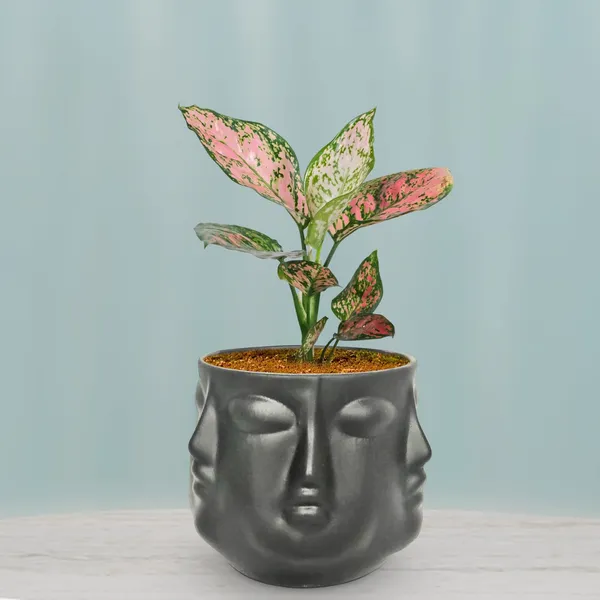 Vivan_Black_Ceramic_Pots_For_Indoor_Plants,_Planters,_Flower,_Pots,_Gamla,_Outdoor,_Balcony,_Home,_Garden,_Office_Decor,_Succulent_Pot(H_-_10_X_D_-_10_Cm)