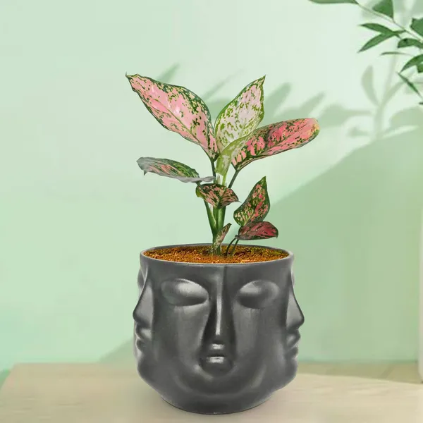 Vivan_Black_Ceramic_Pots_For_Indoor_Plants,_Planters,_Flower,_Pots,_Gamla,_Outdoor,_Balcony,_Home,_Garden,_Office_Decor,_Succulent_Pot(H_-_10_X_D_-_10_Cm)