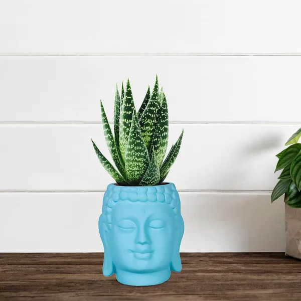 Buddha_3.5_Aqua_Ceramic_Pots_For_Indoor_Plants,_Planters,_Flower,_Pots,_Gamla,Outdoor,Balcony,Home,Round,Garden,_Office_Decor,Succulent(H_-_9_X_D_-_8.5_Cm)
