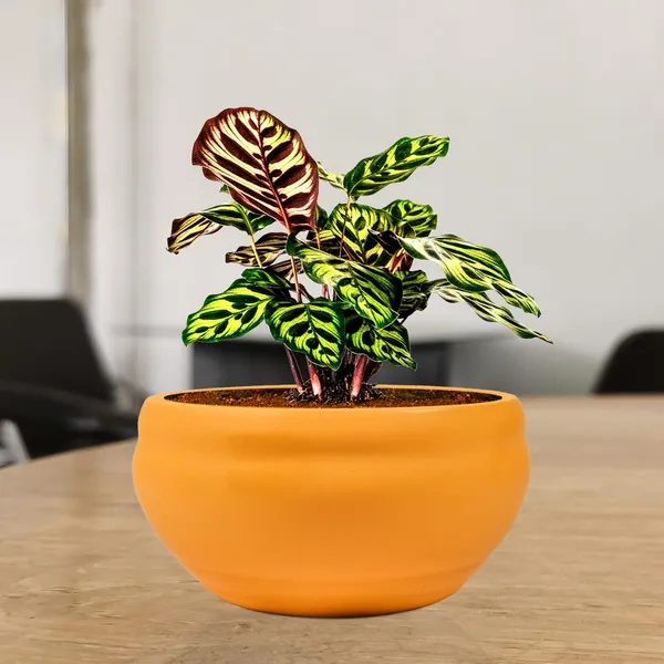 Bowl_Small_Lily_Ceramic_Pots_For_Indoor_Plants,_Planters,_Flower,_Pots,_Gamla,_Outdoor,_Balcony,_Home,_Garden,_Office_Decor,_Succulent_Pot(D_-_15_X_H_-_8_Cm)