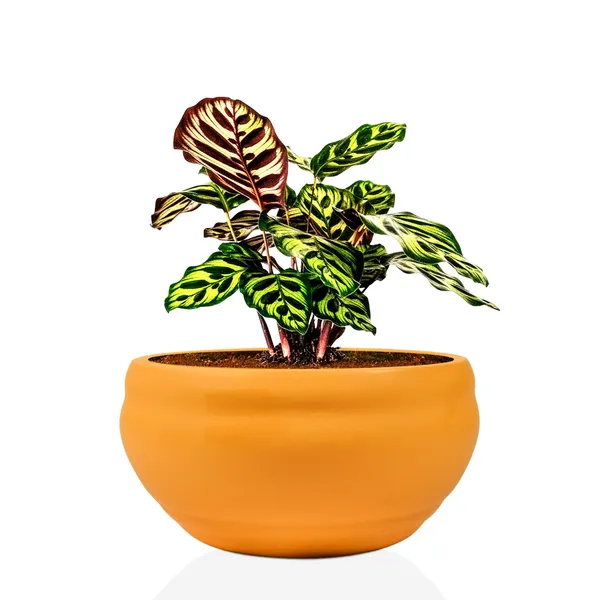 Bowl_Small_Lily_Ceramic_Pots_For_Indoor_Plants,_Planters,_Flower,_Pots,_Gamla,_Outdoor,_Balcony,_Home,_Garden,_Office_Decor,_Succulent_Pot(D_-_15_X_H_-_8_Cm)