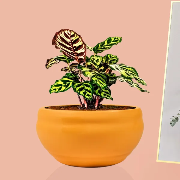 Bowl_Small_Lily_Ceramic_Pots_For_Indoor_Plants,_Planters,_Flower,_Pots,_Gamla,_Outdoor,_Balcony,_Home,_Garden,_Office_Decor,_Succulent_Pot(D_-_15_X_H_-_8_Cm)