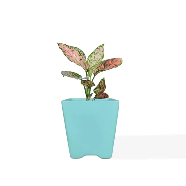 Mini_Pot_Aqua_Ceramic_Pots_For_Indoor_Plants,Planters,Flower,Gamla,Outdoor,Balcony,Home,Square,Garden,Office_Decor,Succulent(L-8_X_W-8_X_H-8_Cm)