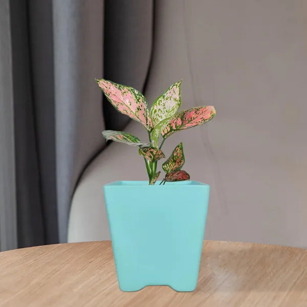 Mini_Pot_Aqua_Ceramic_Pots_For_Indoor_Plants,Planters,Flower,Gamla,Outdoor,Balcony,Home,Square,Garden,Office_Decor,Succulent(L-8_X_W-8_X_H-8_Cm)