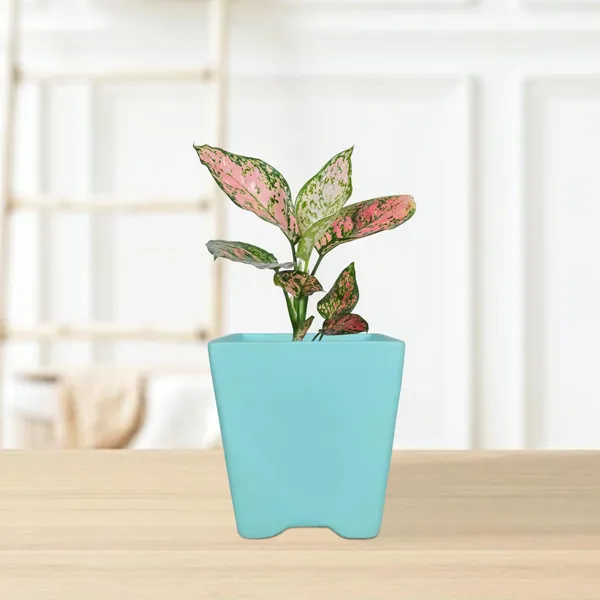 Mini_Pot_Aqua_Ceramic_Pots_For_Indoor_Plants,Planters,Flower,Gamla,Outdoor,Balcony,Home,Square,Garden,Office_Decor,Succulent(L-8_X_W-8_X_H-8_Cm)