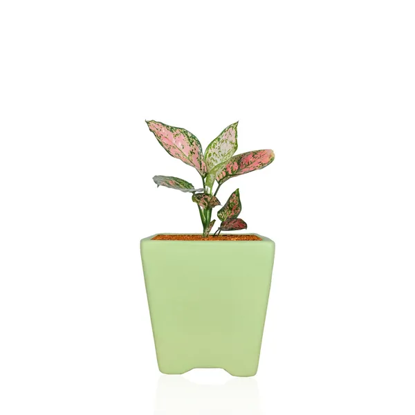 Mini_Pot_Mint_Ceramic_Pots_For_Indoor_Plants,Planters,Flower,Gamla,Outdoor,Balcony,Home,Square,Garden,Office_Decor,Succulent(L-8_X_W-8_X_H-8_Cm)