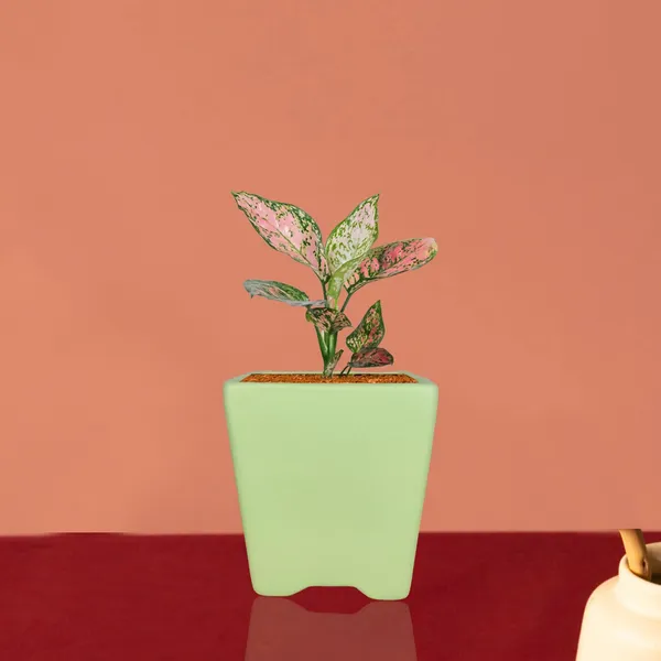 Mini_Pot_Mint_Ceramic_Pots_For_Indoor_Plants,Planters,Flower,Gamla,Outdoor,Balcony,Home,Square,Garden,Office_Decor,Succulent(L-8_X_W-8_X_H-8_Cm)