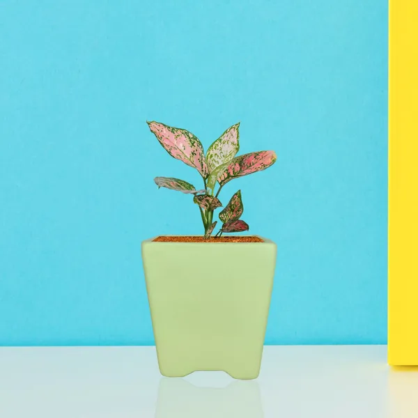 Mini_Pot_Mint_Ceramic_Pots_For_Indoor_Plants,Planters,Flower,Gamla,Outdoor,Balcony,Home,Square,Garden,Office_Decor,Succulent(L-8_X_W-8_X_H-8_Cm)