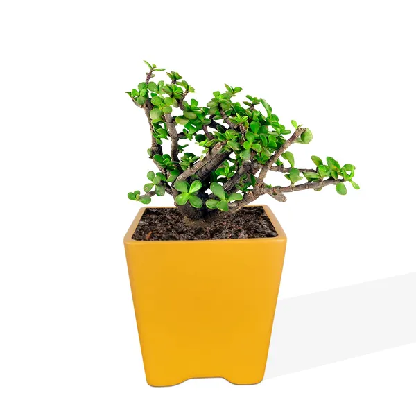 Mini_Pot_Lily_Ceramic_Pots_For_Indoor_Plants,Planters,Flower,Gamla,Outdoor,Balcony,Home,Square,Garden,Office_Decor,Succulent(L-8_X_W-8_X_H-8_Cm)