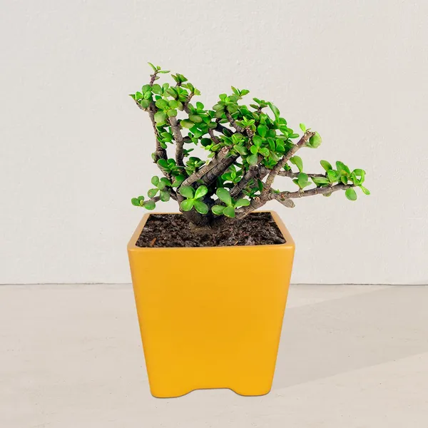 Mini_Pot_Lily_Ceramic_Pots_For_Indoor_Plants,Planters,Flower,Gamla,Outdoor,Balcony,Home,Square,Garden,Office_Decor,Succulent(L-8_X_W-8_X_H-8_Cm)