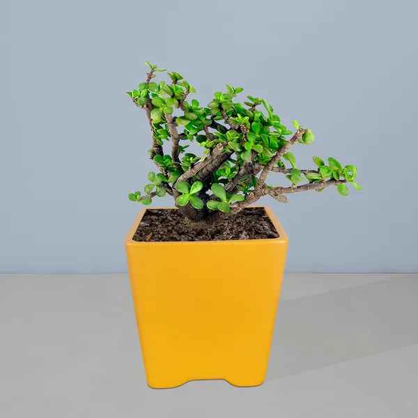 Mini_Pot_Lily_Ceramic_Pots_For_Indoor_Plants,Planters,Flower,Gamla,Outdoor,Balcony,Home,Square,Garden,Office_Decor,Succulent(L-8_X_W-8_X_H-8_Cm)